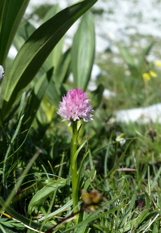 er Terminillo: la Nigritella widderi e altre orchidee sulla montagna di Roma.